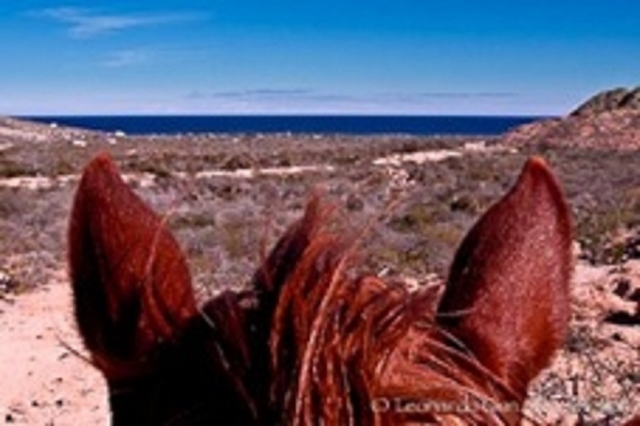 Cabalgatas guiadas